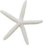 starfish