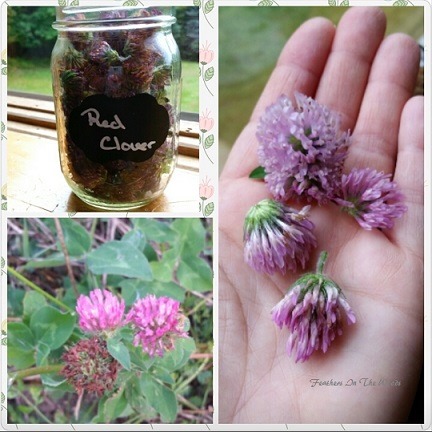 uses for red clover