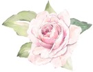 Shabby Art Boutique rose